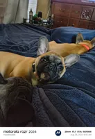Lily, a female French Bulldog for sale in Mansfield, OH – 3 of 3