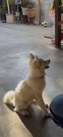 Novi, a female Pomsky for sale in Inglewood, CA – 5 of 5