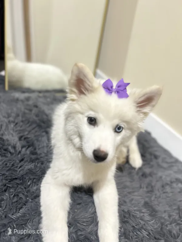 Novi – Pomsky puppy for sale in Inglewood, CA