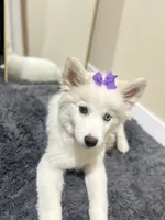 Novi, a female Pomsky for sale in Inglewood, CA – 1 of 5