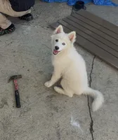 Novi, a female Pomsky for sale in Inglewood, CA – 3 of 5