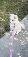 Novi, a female Pomsky for sale in Inglewood, CA – 2 of 5