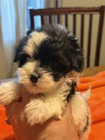 Paulo , a male Havapoo for sale in Church Hill, TN – 2 of 2