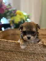 Daisy, a female Havapoo for sale in Church Hill, TN – Photo 1 of 2