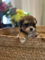 Daisy, a female Havapoo for sale in Church Hill, TN – Photo 2 of 2