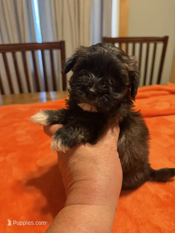 Teena  – Havapoo puppy for sale in Church Hill, TN