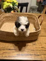 Sammi, a male Havapoo for sale in Church Hill, TN – Photo 1 of 2