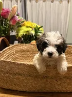 Sammi, a male Havapoo for sale in Church Hill, TN – Photo 2 of 2