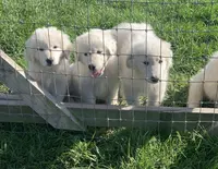 Basil, a male Maremma Sheepdog for sale in Church Hill, TN – Photo 3 of 3