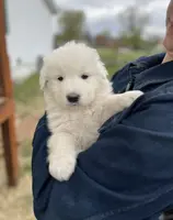 Basil, a male Maremma Sheepdog for sale in Church Hill, TN – Photo 2 of 3
