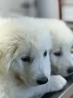 Basil, a male Maremma Sheepdog for sale in Church Hill, TN – Photo 1 of 3