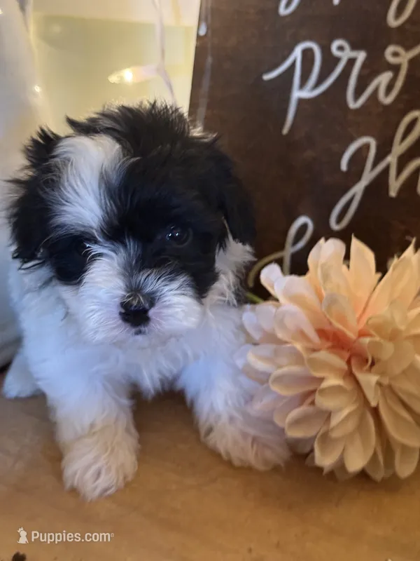 Paulo  – Havapoo puppy for sale in Church Hill, TN
