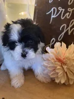 Paulo , a male Havapoo for sale in Church Hill, TN – 1 of 2
