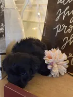 Messi, a male Havapoo for sale in Church Hill, TN – 2 of 2