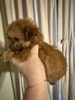 Juno, a male Havapoo for sale in Church Hill, TN – Photo 2 of 2