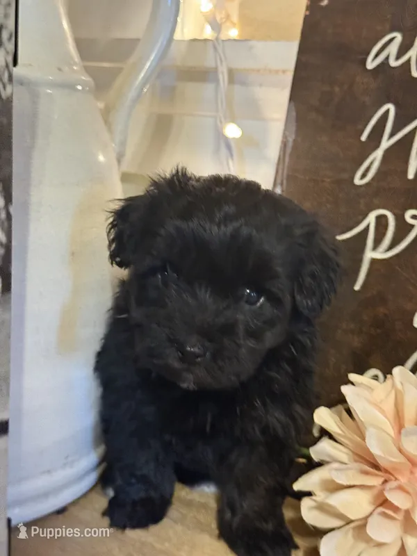 Messi – Havapoo puppy for sale in Church Hill, TN