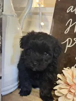 Messi, a male Havapoo for sale in Church Hill, TN – 1 of 2