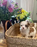 April, a female Havapoo for sale in Church Hill, TN – Photo 1 of 2