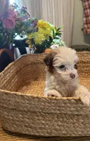 April, a female Havapoo for sale in Church Hill, TN – Photo 2 of 2