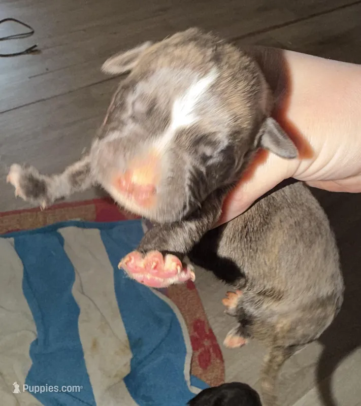 Bullmastiff Puppy 3 – Bullmastiff puppy for sale in Harrison, MI