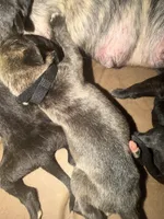 Bullmastiff Puppy 3, a male Bullmastiff for sale in Harrison, MI – Photo 2 of 3