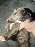 Bullmastiff Puppy 3, a male Bullmastiff for sale in Harrison, MI – Photo 3 of 3