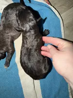 Bullmastiff puppy 1, a female Bullmastiff for sale in Harrison, MI – Photo 2 of 3