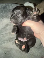 Bullmastiff puppy 1, a female Bullmastiff for sale in Harrison, MI – Photo 3 of 3