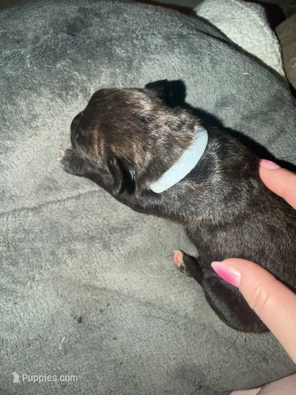 Bullmastiff puppy 1 – Bullmastiff puppy on hold in Harrison, MI