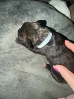 Bullmastiff puppy 1, a female Bullmastiff for sale in Harrison, MI – Photo 1 of 3