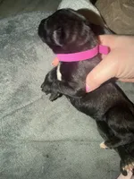 Bullmastiff Puppy 2, a female Bullmastiff for sale in Harrison, MI – Photo 3 of 3