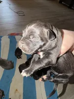 Bullmastiff Puppy 2, a female Bullmastiff for sale in Harrison, MI – Photo 2 of 3