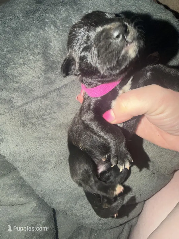 Bullmastiff Puppy 2 – Bullmastiff puppy for sale in Harrison, MI