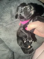 Bullmastiff Puppy 2, a female Bullmastiff for sale in Harrison, MI – Photo 1 of 3