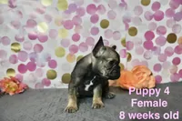 Girl, a female French Bulldog for sale in San Antonio, TX – 2 of 3