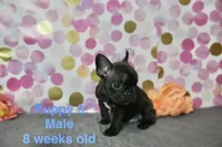 Boy, a male French Bulldog for sale in San Antonio, TX – 2 of 2
