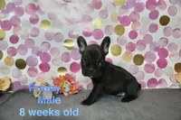 Boy, a male French Bulldog for sale in San Antonio, TX – 1 of 2