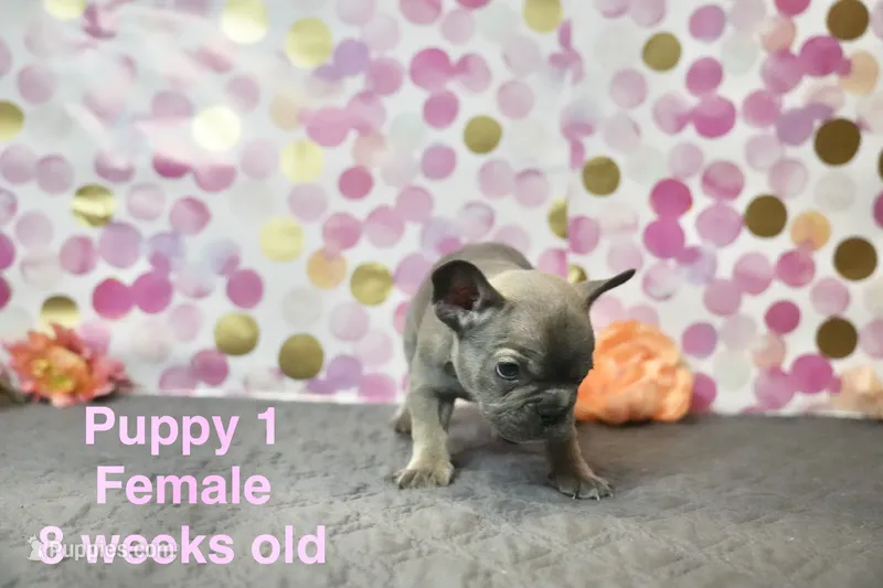 Girl – French Bulldog puppy for sale in San Antonio, TX