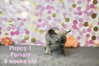 Girl, a female French Bulldog for sale in San Antonio, TX – 1 of 1