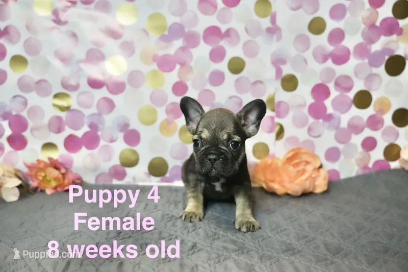 Girl – French Bulldog puppy for sale in San Antonio, TX