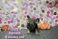 Girl, a female French Bulldog for sale in San Antonio, TX – 3 of 3