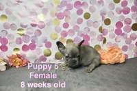 Girl, a female French Bulldog for sale in San Antonio, TX – 1 of 2