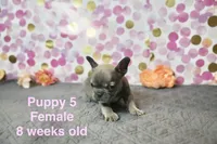 Girl, a female French Bulldog for sale in San Antonio, TX – 2 of 2