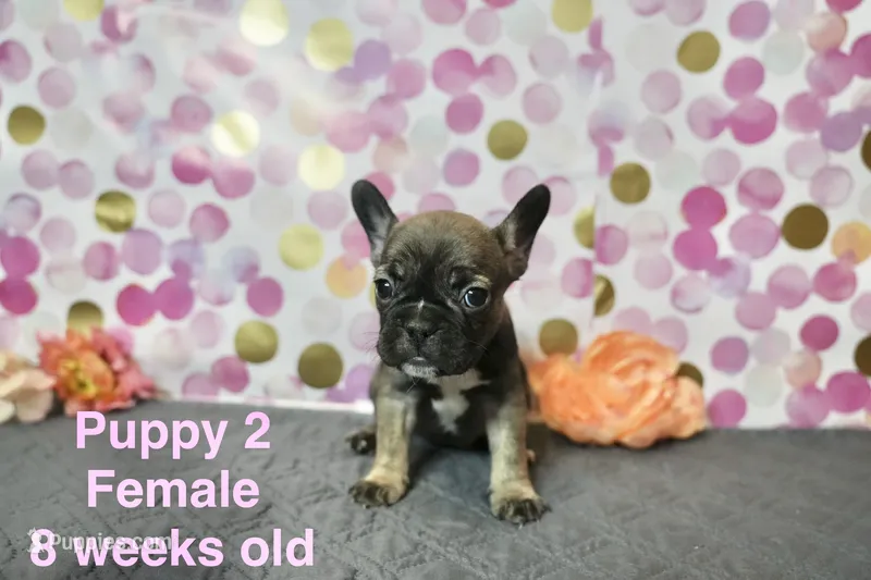 Girl – French Bulldog puppy for sale in San Antonio, TX