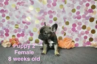 Girl, a female French Bulldog for sale in San Antonio, TX – 2 of 2