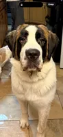 Esther, a female Saint Bernard for sale in Cumming, GA – 1 of 1