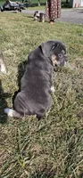 Freelance Blue Girl, a female English Bulldog and French Bulldog for sale in Clyde, NY – 3 of 6