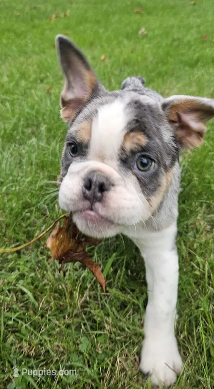 Mini Blue Bulldog – English Bulldog, French Bulldog puppy for sale in Clyde, NY