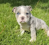 Merle Tri Boy, a male English Bulldog and French Bulldog for sale in Clyde, NY – 7 of 9