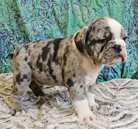 Trento, a male English Bulldog and French Bulldog for sale in Clyde, NY – 6 of 8